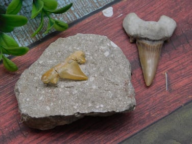 SHARK TEETH ROCK STONE LAPIDARY SPECIMEN