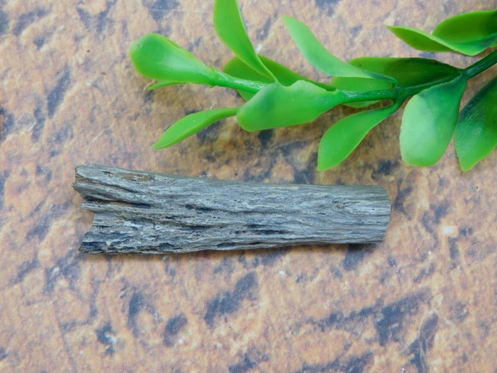 HADROSAUR TENDON FOSSIL ROCK STONE LAPIDARY SPECIMEN: HADROSAUR TENDON FOSSIL ROCK STONE LAPIDARY SPECIMEN