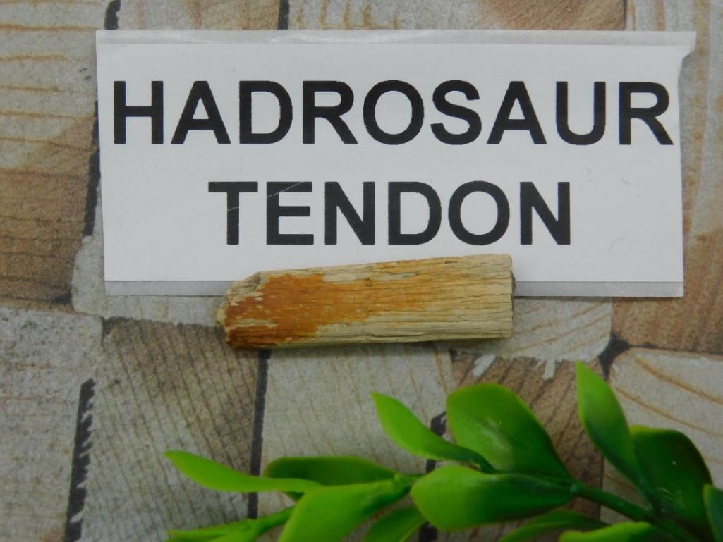 HADROSAUR TENDON FOSSIL ROCK STONE LAPIDARY SPECIMEN: HADROSAUR TENDON FOSSIL ROCK STONE LAPIDARY SPECIMEN