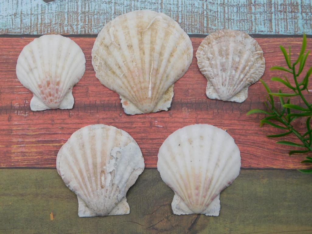 SCALLOP SHELLS: SCALLOP SHELLS