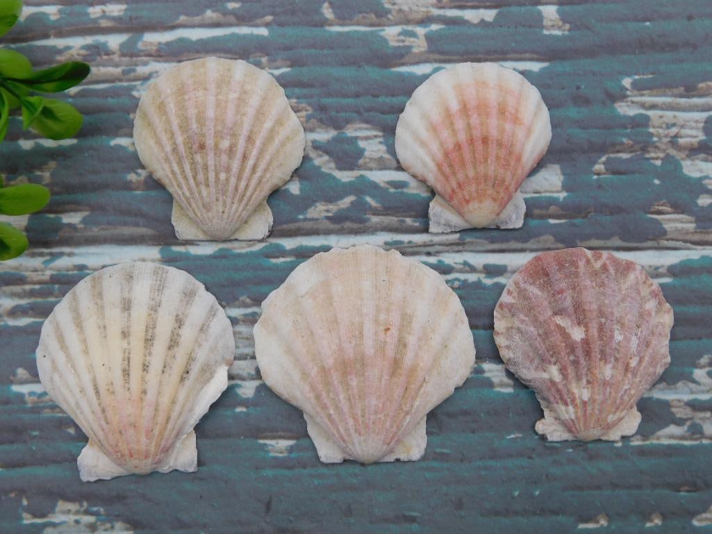 SCALLOP SHELLS: SCALLOP SHELLS