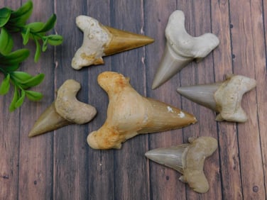 SHARK TEETH ROCK STONE LAPIDARY SPECIMEN