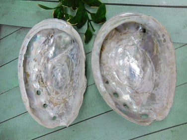 ABALONE SHELLS
