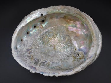 ABALONE SHELL