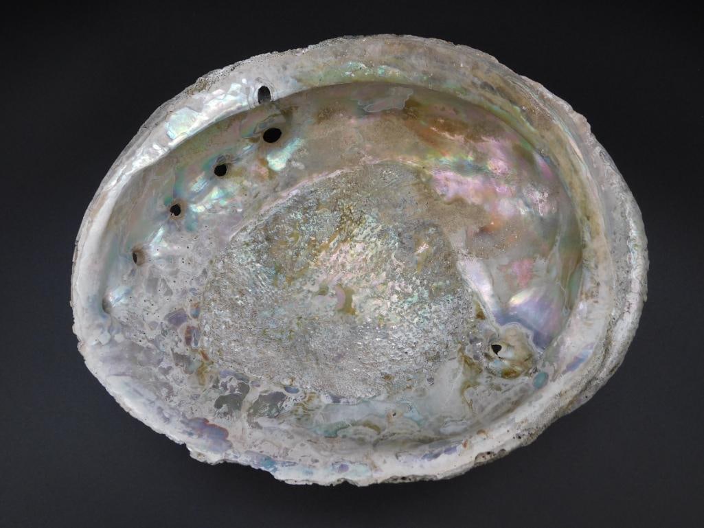 ABALONE SHELL: ABALONE SHELL