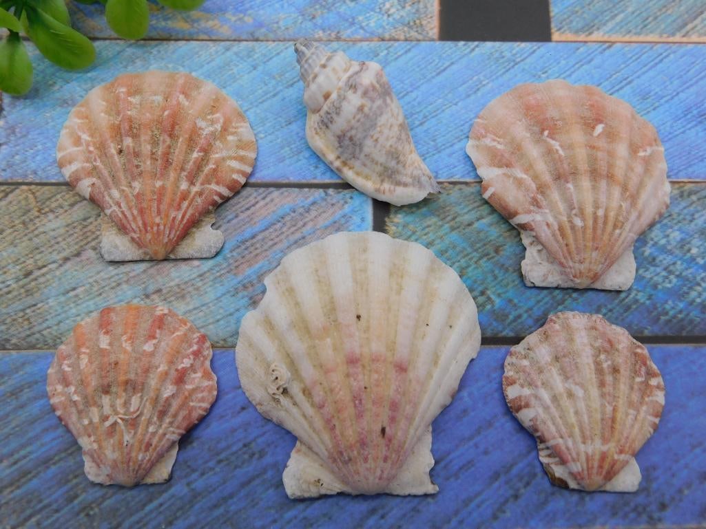 SEA SHELLS ROCK STONE LAPIDARY SPECIMEN (1 of 2)