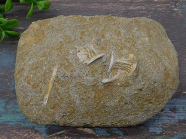 ENCHODUS FOSSIL ROCK STONE LAPIDARY SPECIMEN