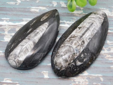 ORTHOCERAS ROCK STONE LAPIDARY SPECIMEN