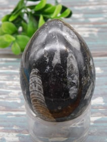 ORTHOCERAS EGG ROCK STONE LAPIDARY SPECIMEN