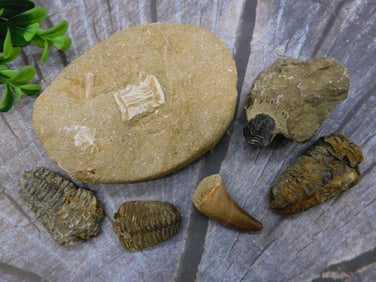 MIXED FOSSIL LOT ROCK STONE LAPIDARY SPECIMEN