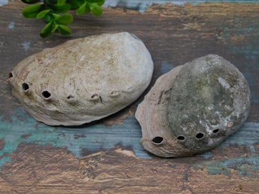 ABALONE SHELL
