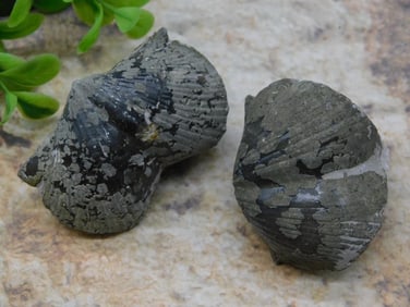 BRACHIOPOD ROCK STONE LAPIDARY SPECIMEN
