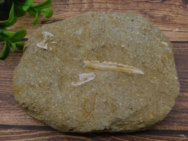 SILVER FLAKES IN BOTTLE ROCK STONE LAPIDARY SPECIMEN