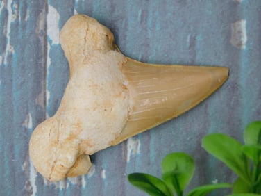 SHARK TOOTH ROCK STONE LAPIDARY SPECIMEN