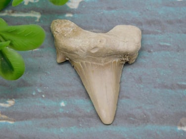 SHARK TOOTH ROCK STONE LAPIDARY SPECIMEN