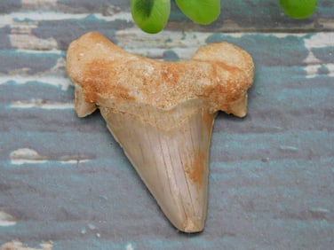 SHARK TOOTH ROCK STONE LAPIDARY SPECIMEN