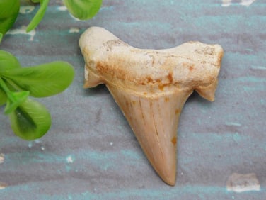 SHARK TOOTH ROCK STONE LAPIDARY SPECIMEN