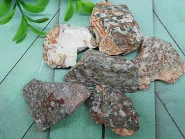 LEOPARD SKIN JASPER ROCK STONE LAPIDARY SPECIMEN