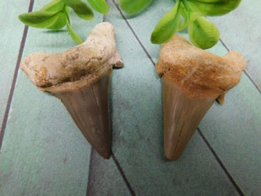 SHARK TOOTH ROCK STONE LAPIDARY SPECIMEN