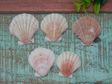 SCALLOP SHELLS