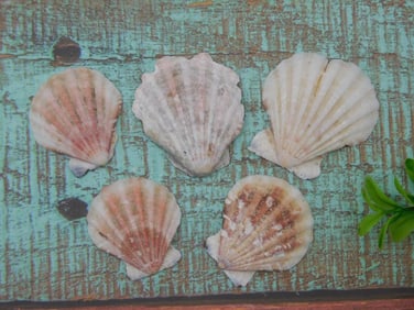 SCALLOP SHELLS