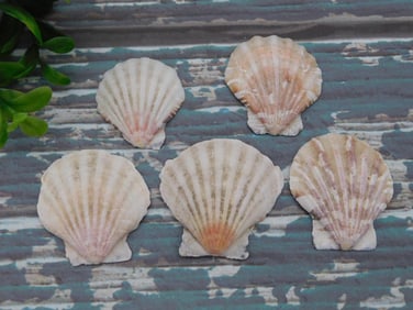 SCALLOP SHELLS