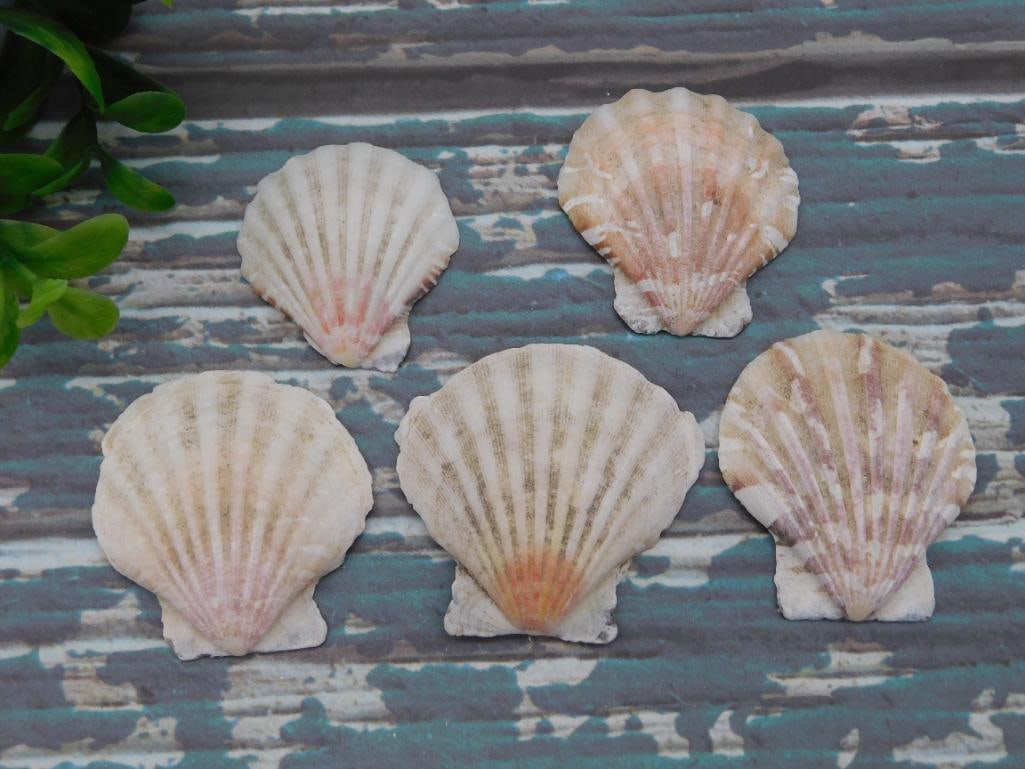 SCALLOP SHELLS (1 of 2)