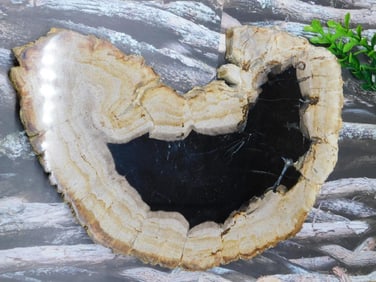 PETRIFIED WOOD SLAB ROCK STONE LAPIDARY SPECIMEN