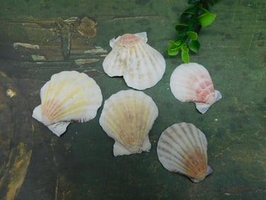 SCALLOP SHELLS