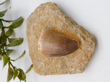 DINOSAUR TOOTH IN MATRIX ROCK STONE LAPIDARY SPECIMEN