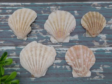 SCALLOP SHELLS