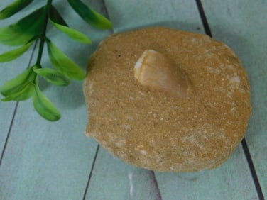 DINOSAUR TOOTH IN MATRIX ROCK STONE LAPIDARY SPECIMEN