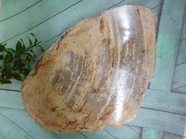 PETRIFIED WOOD SLAB ROCK STONE LAPIDARY SPECIMEN