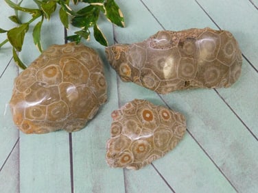 PETOSKEY FOSSILIZED CORAL ROCK STONE LAPIDARY SPECIMEN