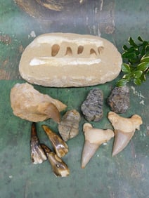 MIXED FOSSIL LOT ROCK STONE LAPIDARY SPECIMEN