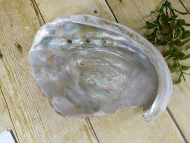ABALONE SHELL