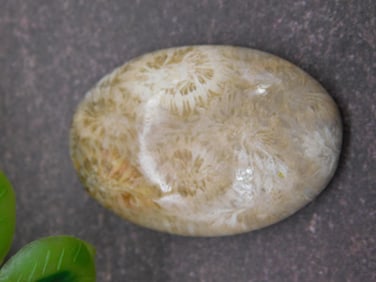 FOSSILIZED CORAL CABOCHON ROCK STONE LAPIDARY SPECIMEN