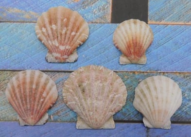 SEA SHELLS
