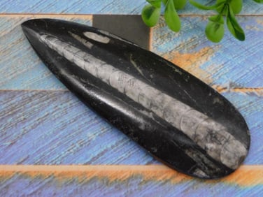 ORTHOCERAS ROCK STONE LAPIDARY SPECIMEN