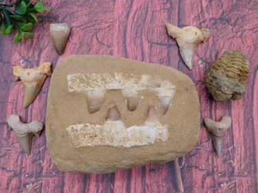 MIXED FOSSIL LOT ROCK STONE LAPIDARY SPECIMEN