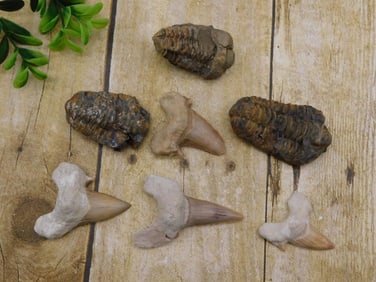 MIXED FOSSIL LOT ROCK STONE LAPIDARY SPECIMEN