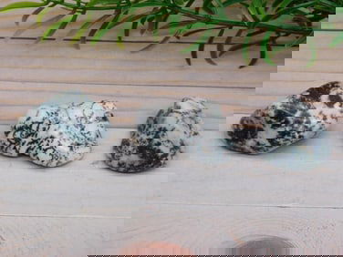 TREE AGATE ROCK STONE LAPIDARY SPECIMEN