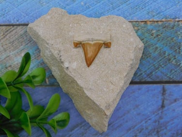 SHARK TOOTH IN MATRIX ROCK STONE LAPIDARY SPECIMEN