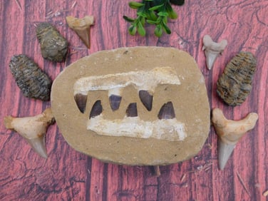 MIXED FOSSIL LOT ROCK STONE LAPIDARY SPECIMEN