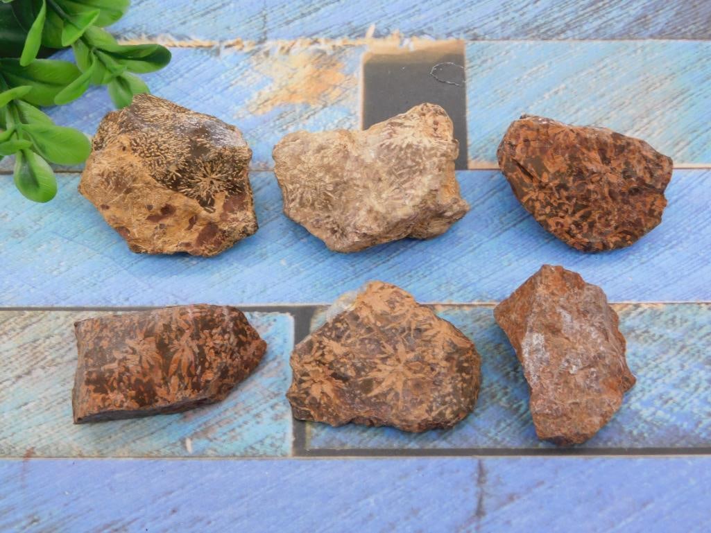 STARBURST JASPER ROCK STONE LAPIDARY SPECIMEN: STARBURST JASPER ROCK STONE LAPIDARY SPECIMEN