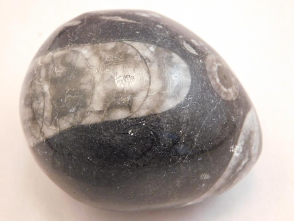 ORTHOCERAS EGG ROCK STONE LAPIDARY SPECIMEN: ORTHOCERAS EGG ROCK STONE LAPIDARY SPECIMEN