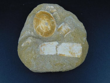 ENCHODUS FOSSIL VINTAGE ANTIQUE