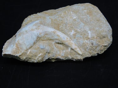ENCHODUS FOSSIL ROCK STONE LAPIDARY SPECIMEN
