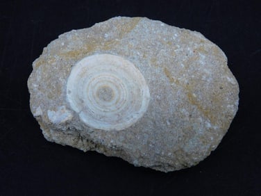 ENCHODUS FOSSIL ROCK STONE LAPIDARY SPECIMEN