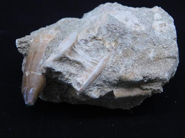 FOSSILS IN MATRIX ROCK STONE LAPIDARY SPECIMEN